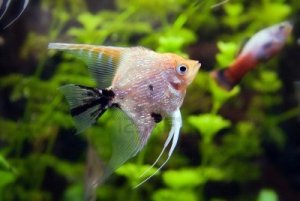 11247425-small-fish-photographed-in-a-home-aquarium