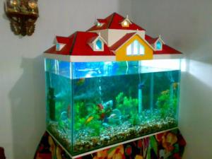1325516679_296187302_2-fish-aquarium-Ahmedabad