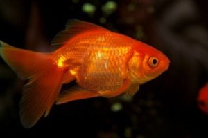 4737999-gold-small-fish-in-an-aquarium