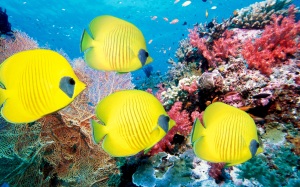aquarium-fish-tropical-freshwater-hd-1279996