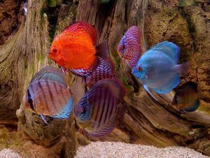 aquarium-fishes-free-screensaver-102