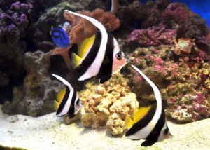 bannerfish-saltwater-aquarium