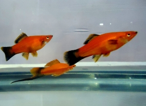 Red_Aquarium_Fish