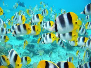 School_of_Tropical_Fish,_Tahiti_pictures_underwater_photos