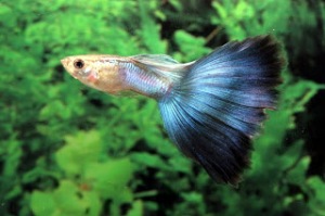 Small Aquarium Fish1