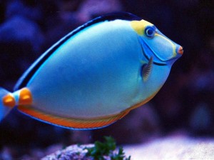 Tropical-Fish-31