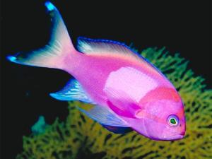 Tropical-Fish-fish-5412589-800-600