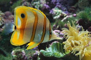 tropical-fish-screensaver